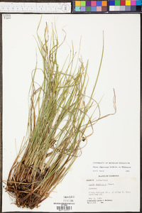 Carex oligocarpa image