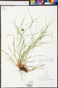 Carex oligocarpa image