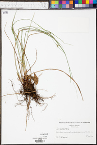 Carex oligocarpa image