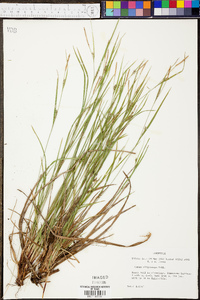 Carex oligocarpa image