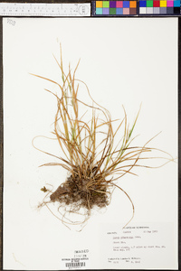 Carex oligocarpa image