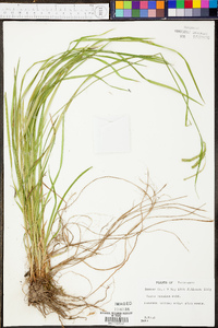 Carex prasina image