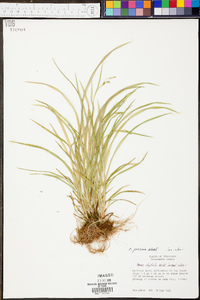 Carex prasina image