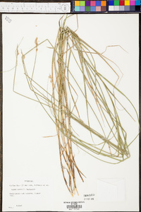 Carex normalis image