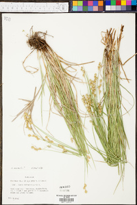 Carex normalis image