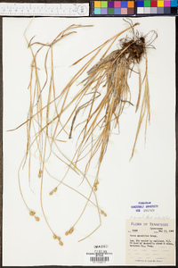 Carex normalis image