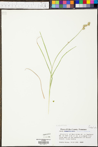 Carex normalis image