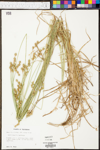 Carex normalis image