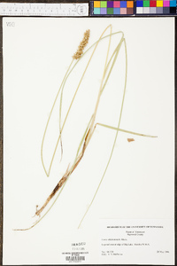 Carex oklahomensis image