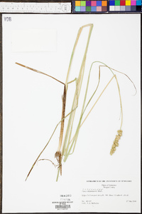 Carex oklahomensis image