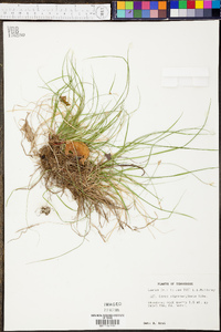 Carex nigromarginata image