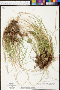 Carex nigromarginata image