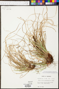 Carex nigromarginata image