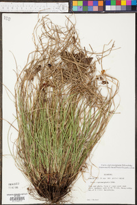 Carex nigromarginata image