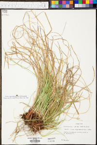 Carex nigromarginata image