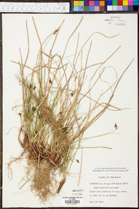 Carex nigromarginata image