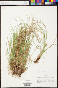 Carex nigromarginata image