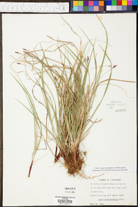 Carex nigromarginata image