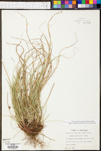 Carex nigromarginata image