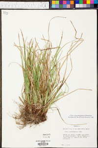 Carex nigromarginata image