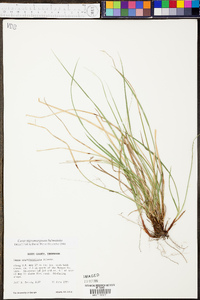 Carex nigromarginata image