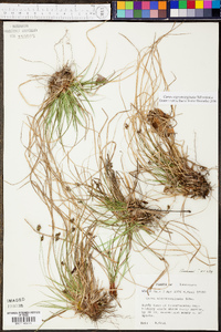 Carex nigromarginata image