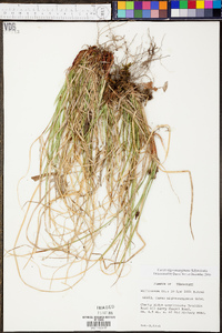 Carex nigromarginata image