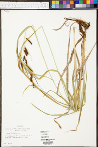 Carex shortiana image