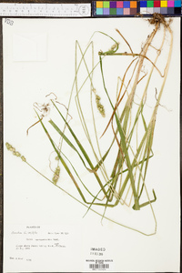 Carex sparganioides image