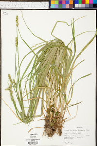 Carex sparganioides image