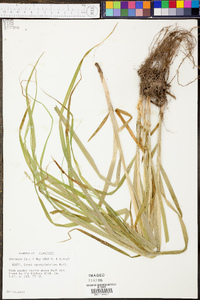 Carex sparganioides image