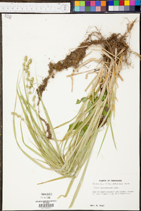 Carex sparganioides image