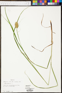 Carex squarrosa image