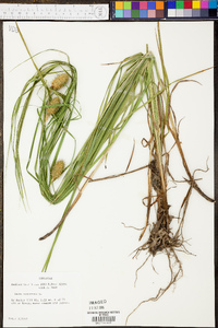 Carex squarrosa image