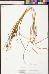 Carex squarrosa image