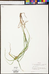 Carex squarrosa image