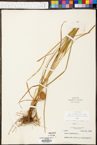 Carex squarrosa image