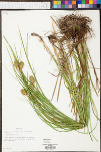 Carex squarrosa image