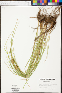 Carex squarrosa image