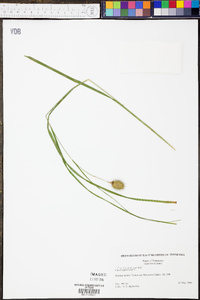 Carex squarrosa image