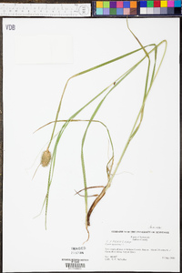 Carex squarrosa image