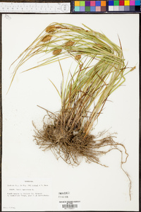 Carex squarrosa image