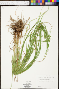 Carex squarrosa image