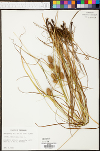 Carex squarrosa image