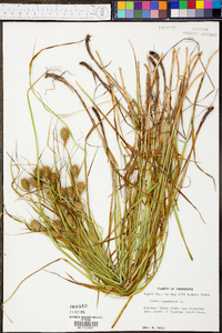 Carex squarrosa image