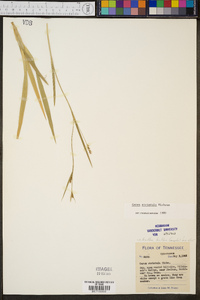 Carex striatula image