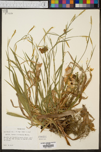 Carex striatula image