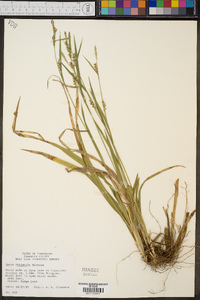 Carex striatula image