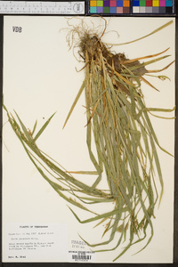 Carex striatula image