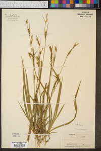 Carex striatula image